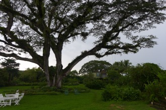 guango tree