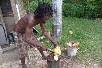 cutting open a young coconut