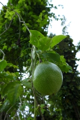 passion fruit tree at the base of the stall